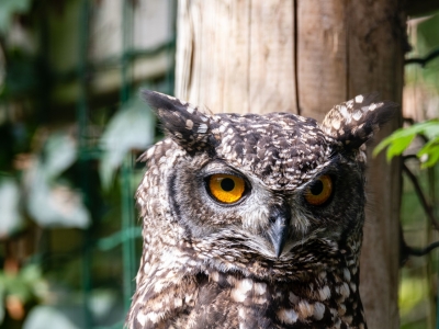 Afrikaanse oehoe - De Zonnegloed - Dierenpark - Dieren opvangcentrum - Sanctuary